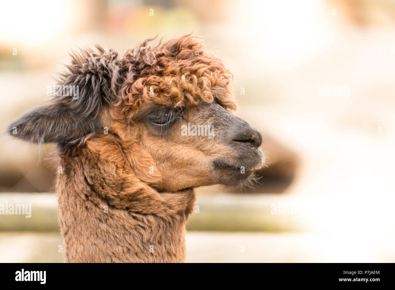 Un lato verticale di un Suri alpaca con rivestimento zigrinato capelli. Spazio di copia Foto Stock