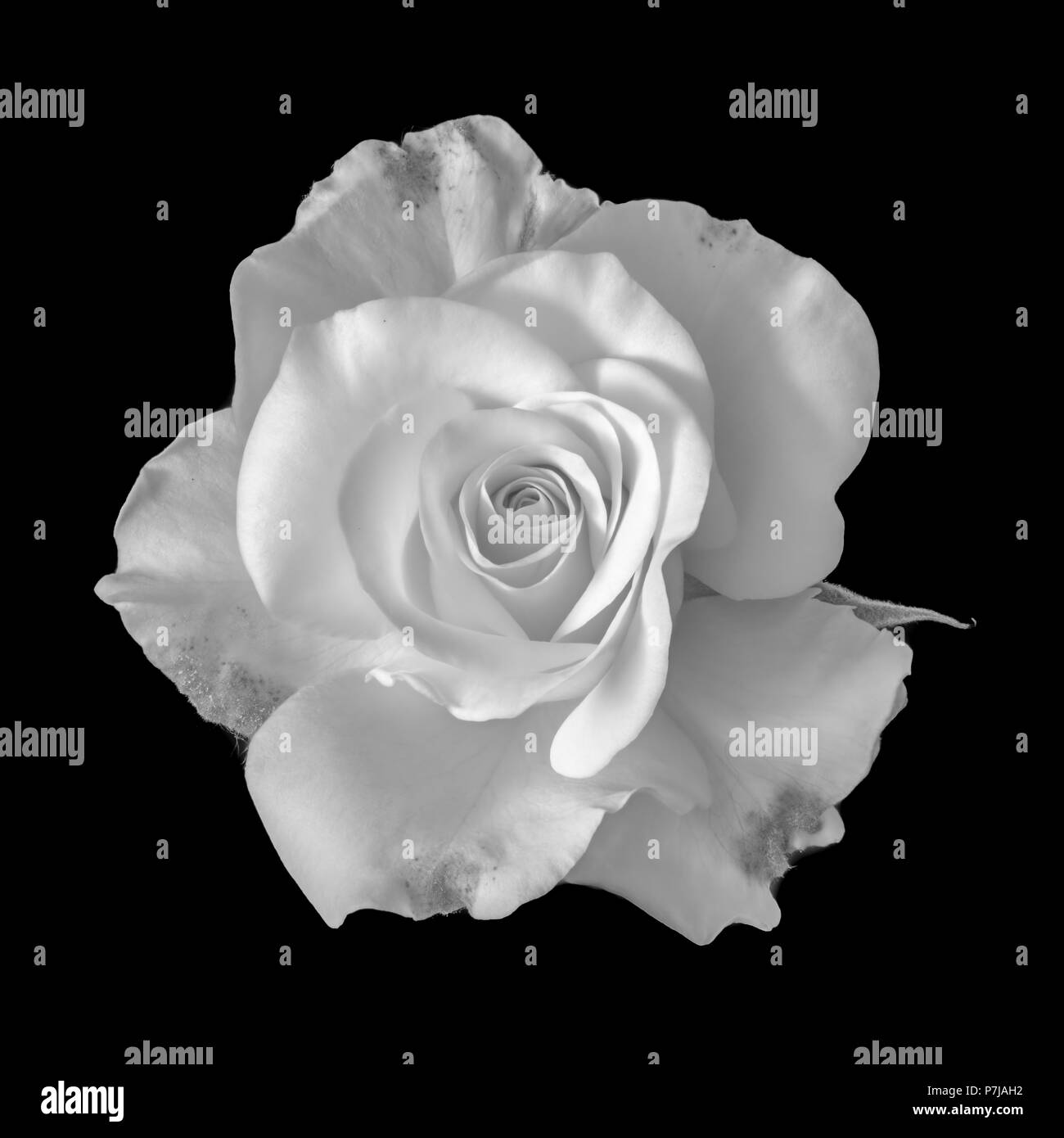 Arte Natura Morta Di Fiori In Bianco E Nero In Alto Consente