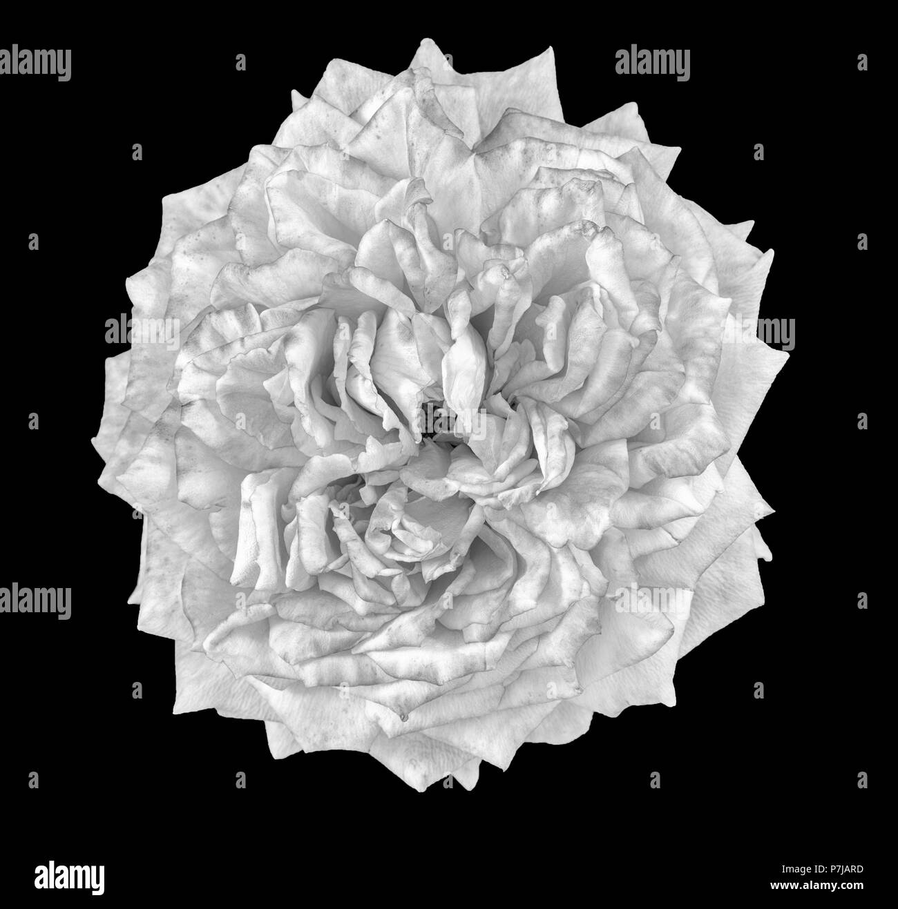 Arte still life color pastello macro fotografia di fiori di un isolato bianco rosa blooming bocciolo di rosa con texture dettagliate in vista superiore vintage Foto Stock