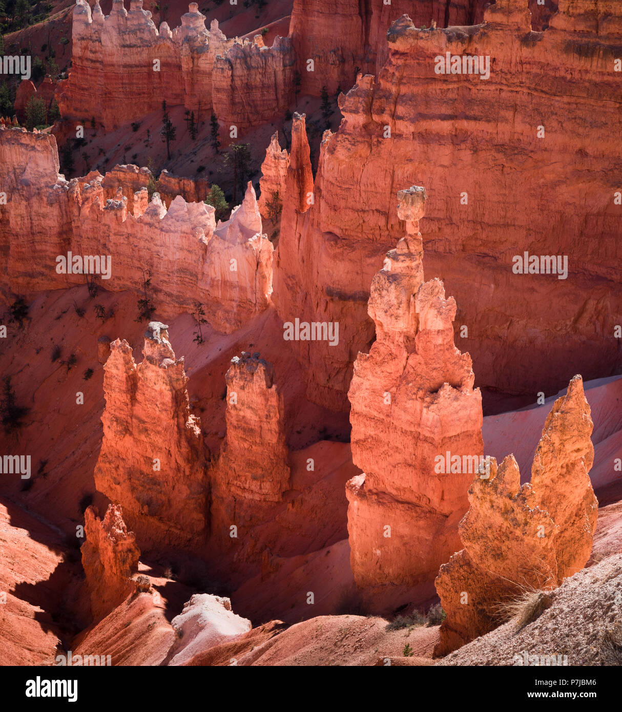 Vista di Thor del martello a Bryce Canyon National Park nello Utah. Queste singolari formazioni di pietra chiamato hoodoos sono oltremodo. Foto Stock