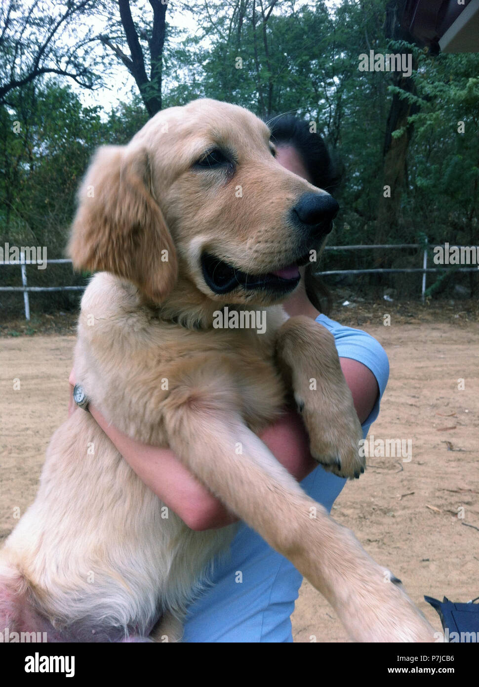 Donna che mantiene il suo 5 mese vecchio Golden Retriever cucciolo Foto Stock