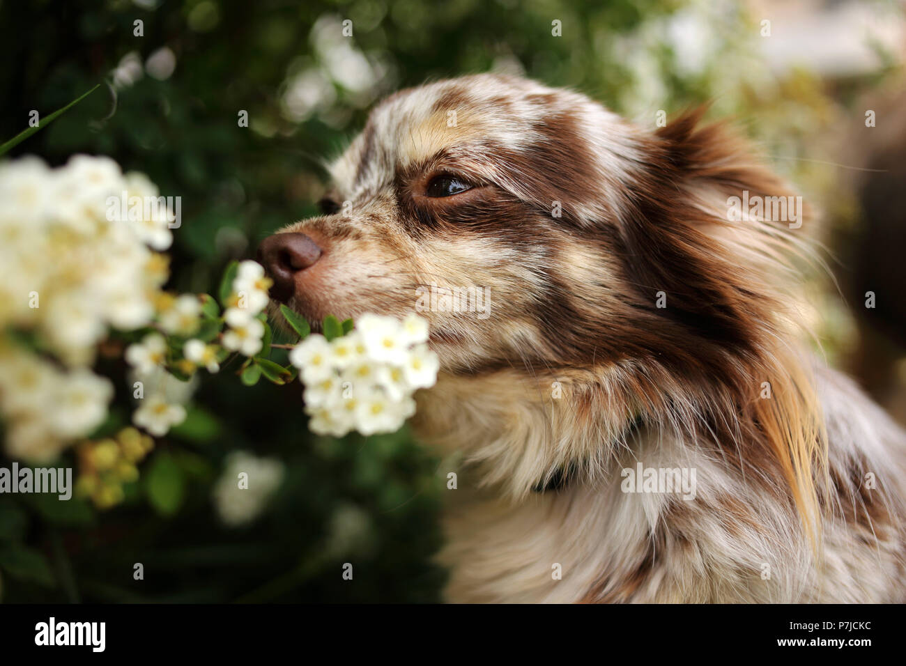 Merle Chihuahua cane profumati fiori in un giardino Foto Stock