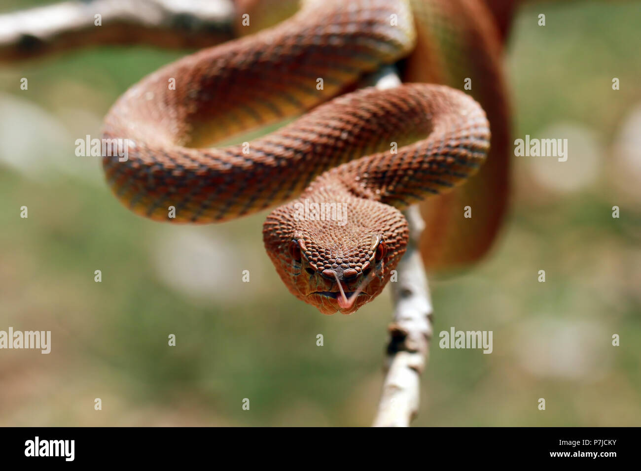 Ritratto di una Viper snake su un ramo Foto Stock