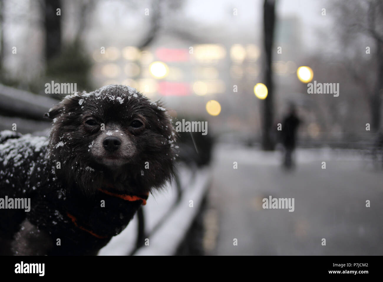 Cane Chihuahua in piedi su una panchina nella neve, Manhattan, New York, Stati Uniti Foto Stock