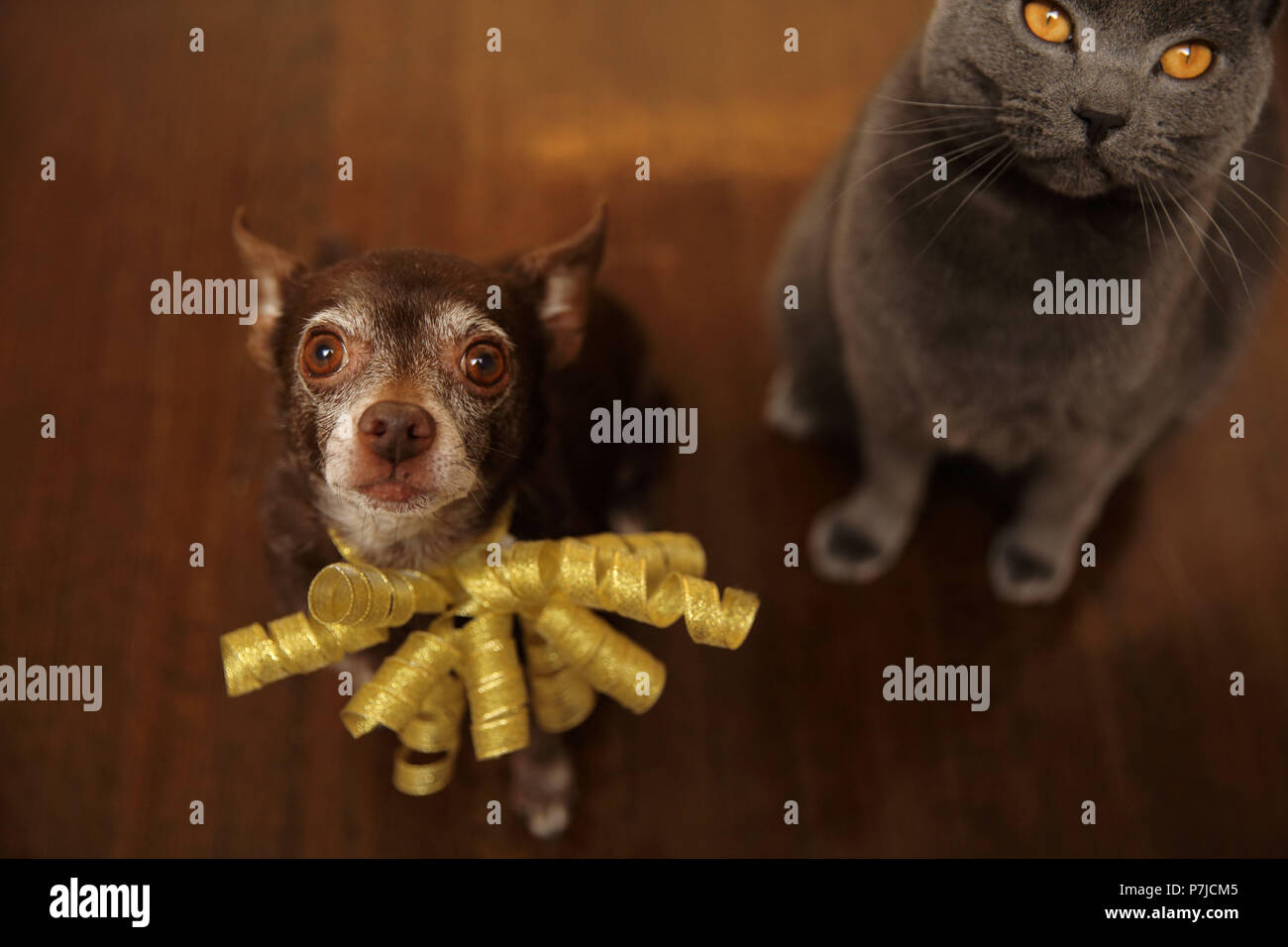 Shortcoat Chihuahua cane e gatto Chartreux seduta sul pavimento Foto Stock