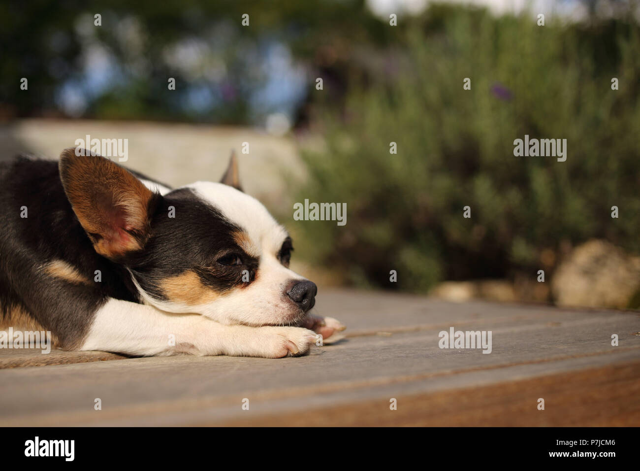 Chihuahua cane giacente su un patio terrazza Foto Stock