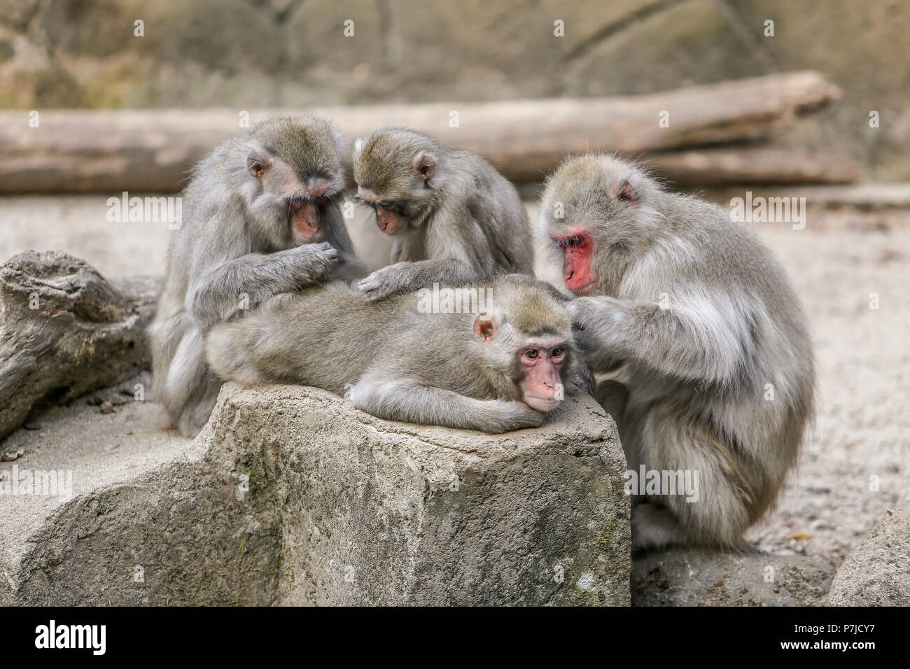 Quattro scimmie toelettatura ogni altro, Indonesia Foto Stock