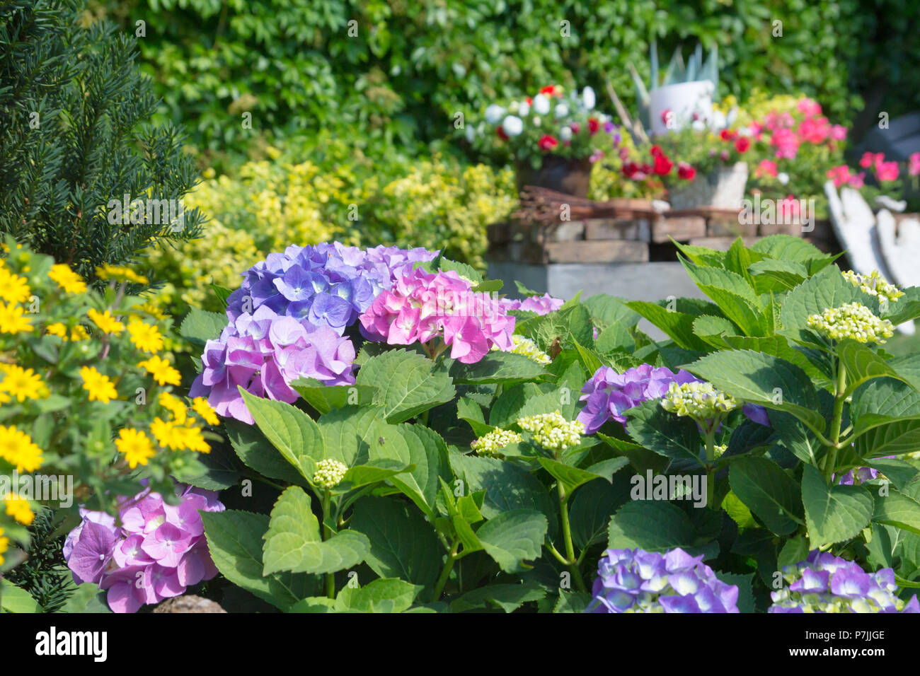 I fiori delle ortensie cespugli che crescono nel giardino Foto Stock