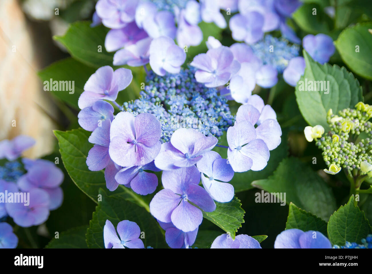 Hortensia fiori e fogliame closeup Foto Stock