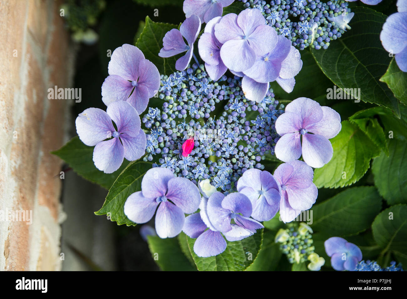 Hortensia fiori e fogliame closeup Foto Stock