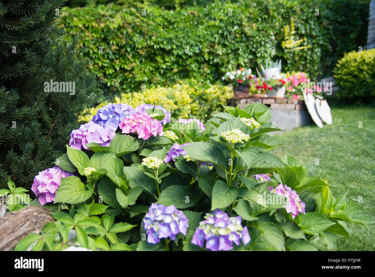 Hortensia fiori nel giardino Foto Stock