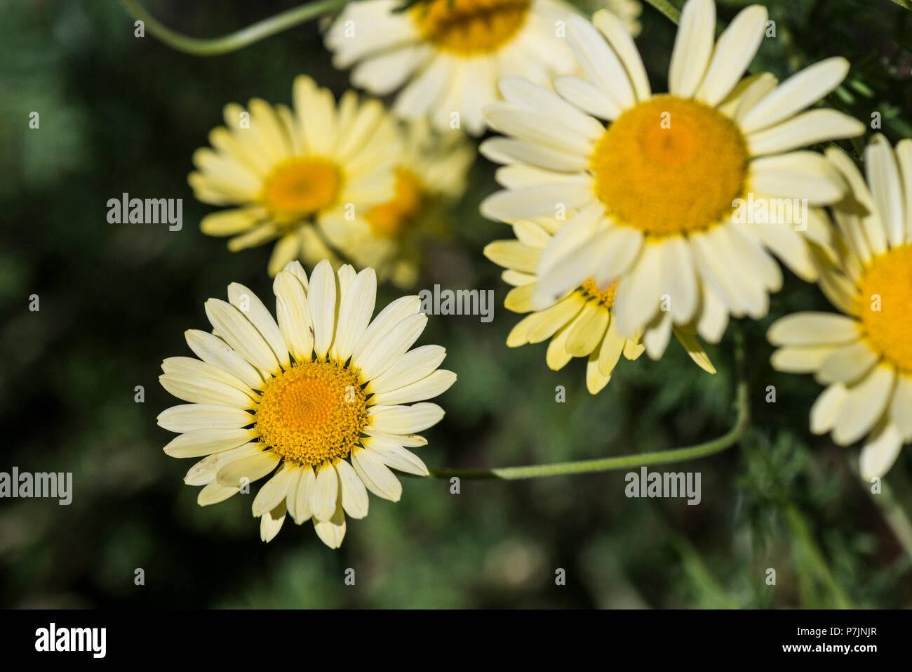 Dyer la camomilla 'E.C. Buxton' (Anthemis tinctoria 'E.C. Buxton') Foto Stock