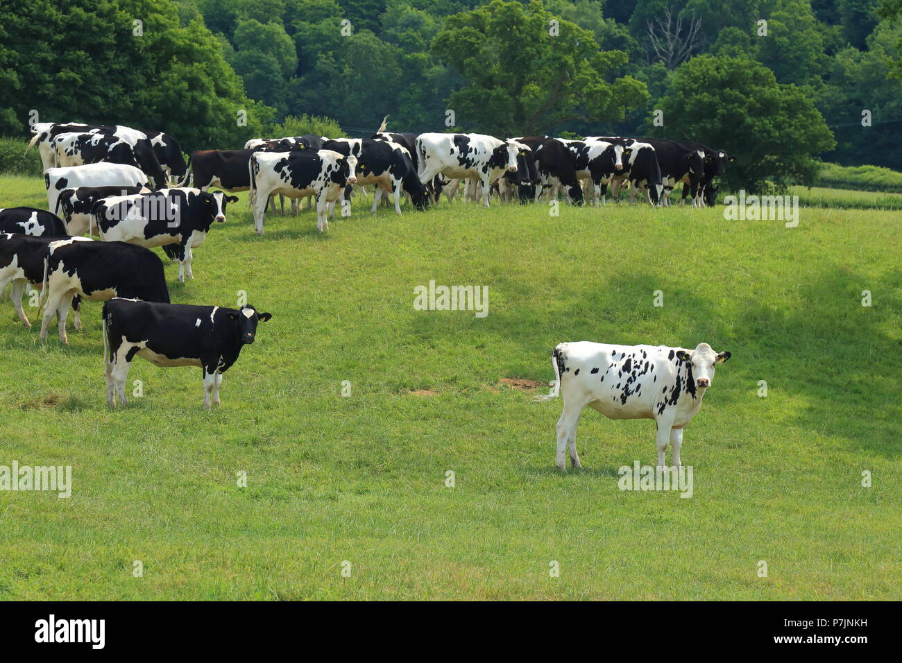 Allevamento di British il frisone le mucche pascolano su un terreno coltivato in East Devon Foto Stock