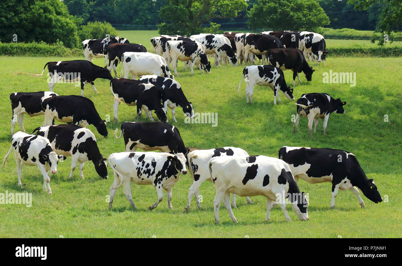 Allevamento di British il frisone le mucche pascolano su un terreno coltivato in East Devon Foto Stock