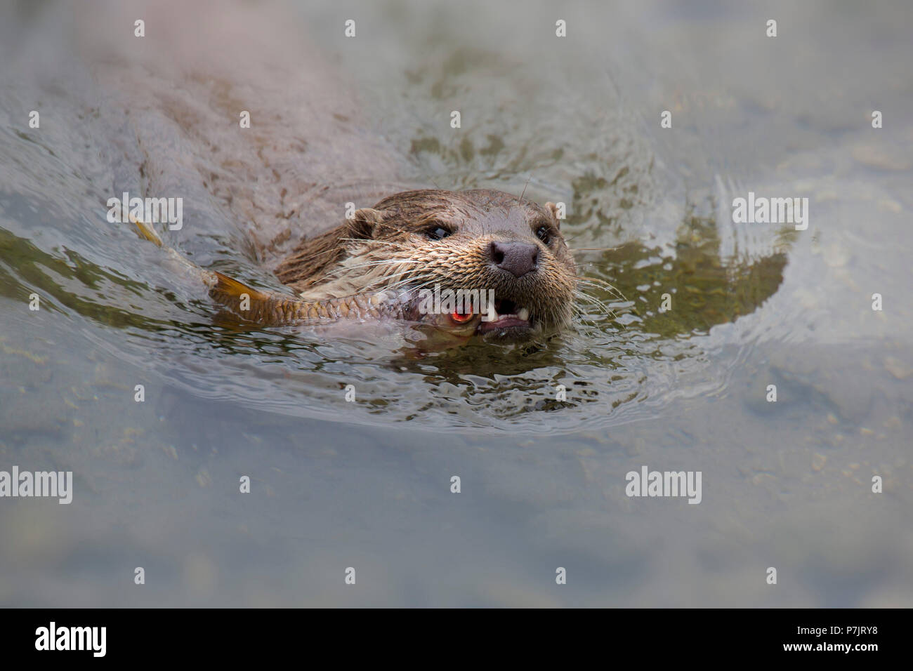 Lontra eurasiatica, Lutra lutra nuotare con i pesci catturati in acqua Foto Stock