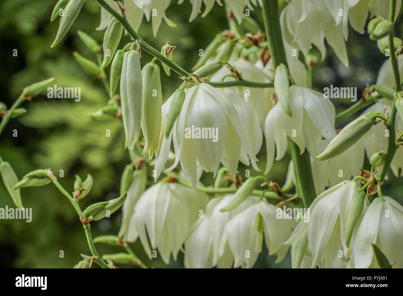 Fiori bianchi di Yucca gloriosa Foto Stock