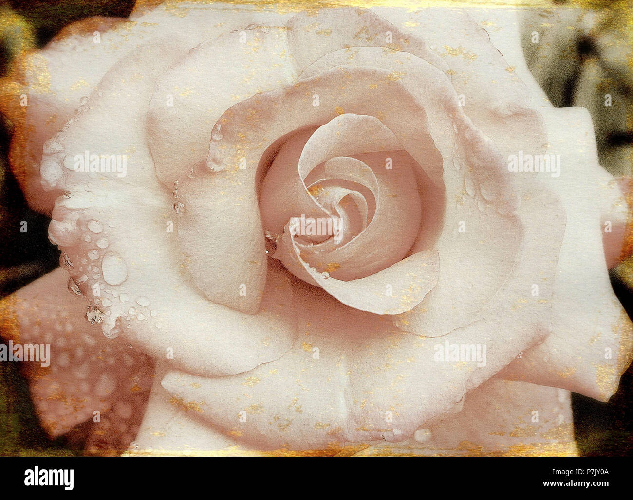 Di petali di rose, close-up Foto Stock