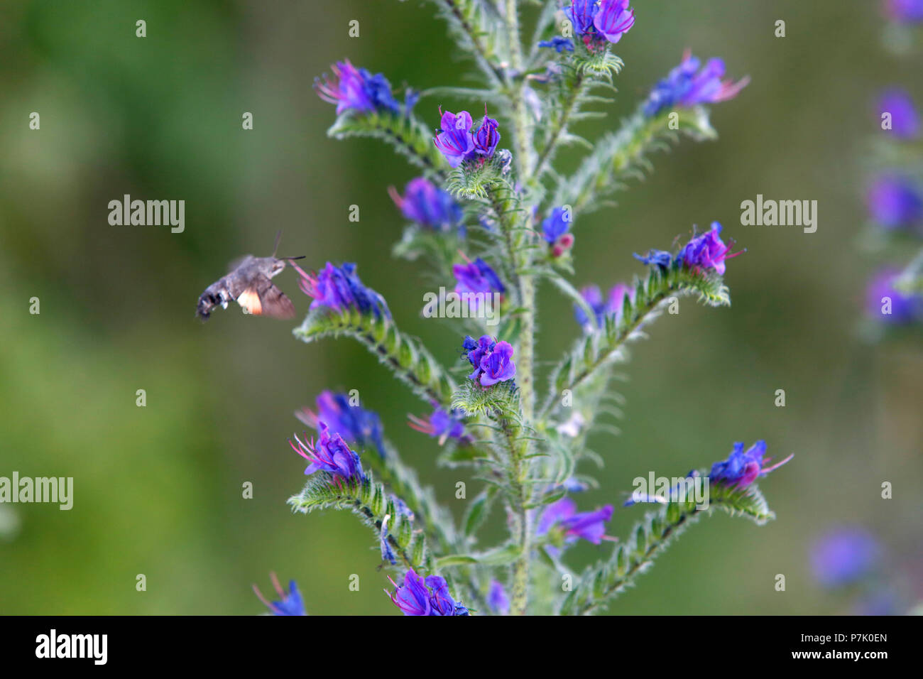 Echium Vulgare, noto come Viper dell o Bugloss Blueweed, crescendo accanto a una strada in Abruzzo, Italia centrale. Foto Stock