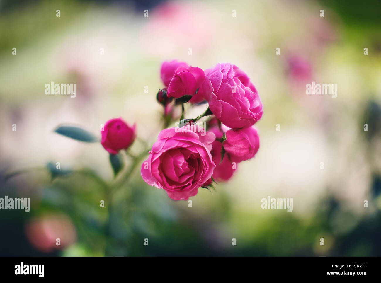 Le rose rosa in un giardino di fiori d'estate Foto Stock