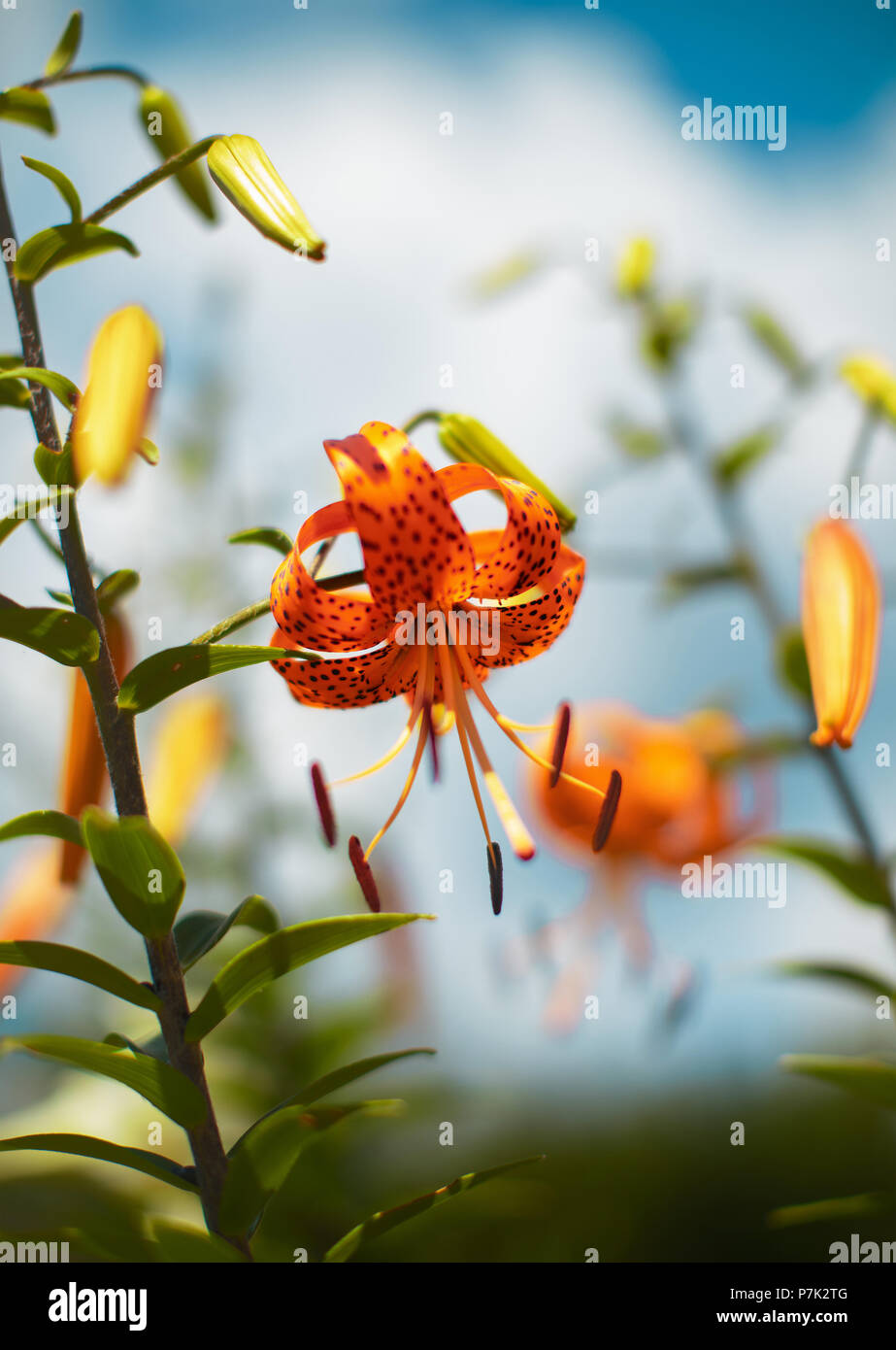 Tiger lily in un giardino di fiori d'estate Foto Stock