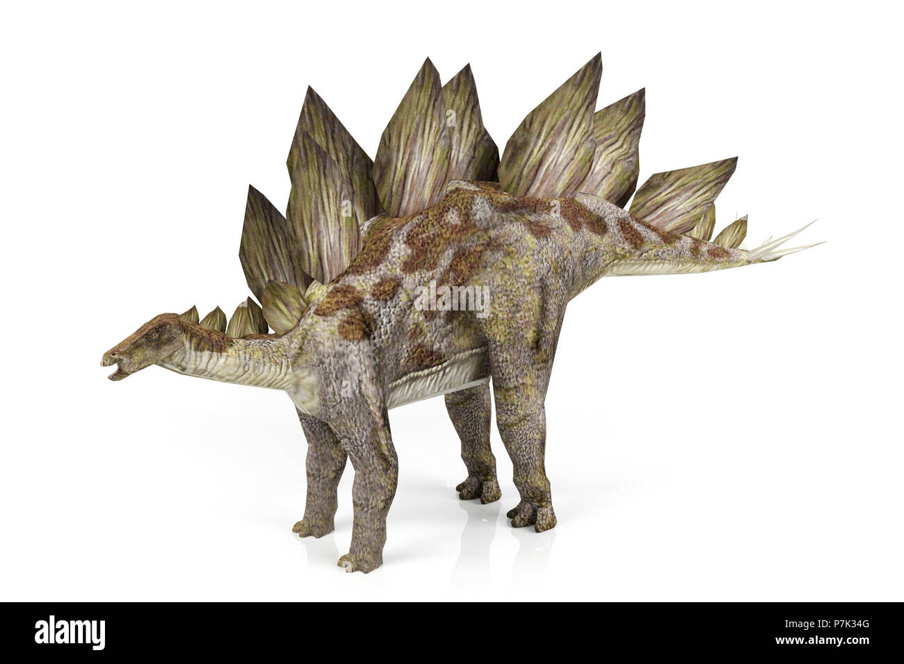 Stegosaurus isolati su sfondo bianco, rendering 3D Foto Stock