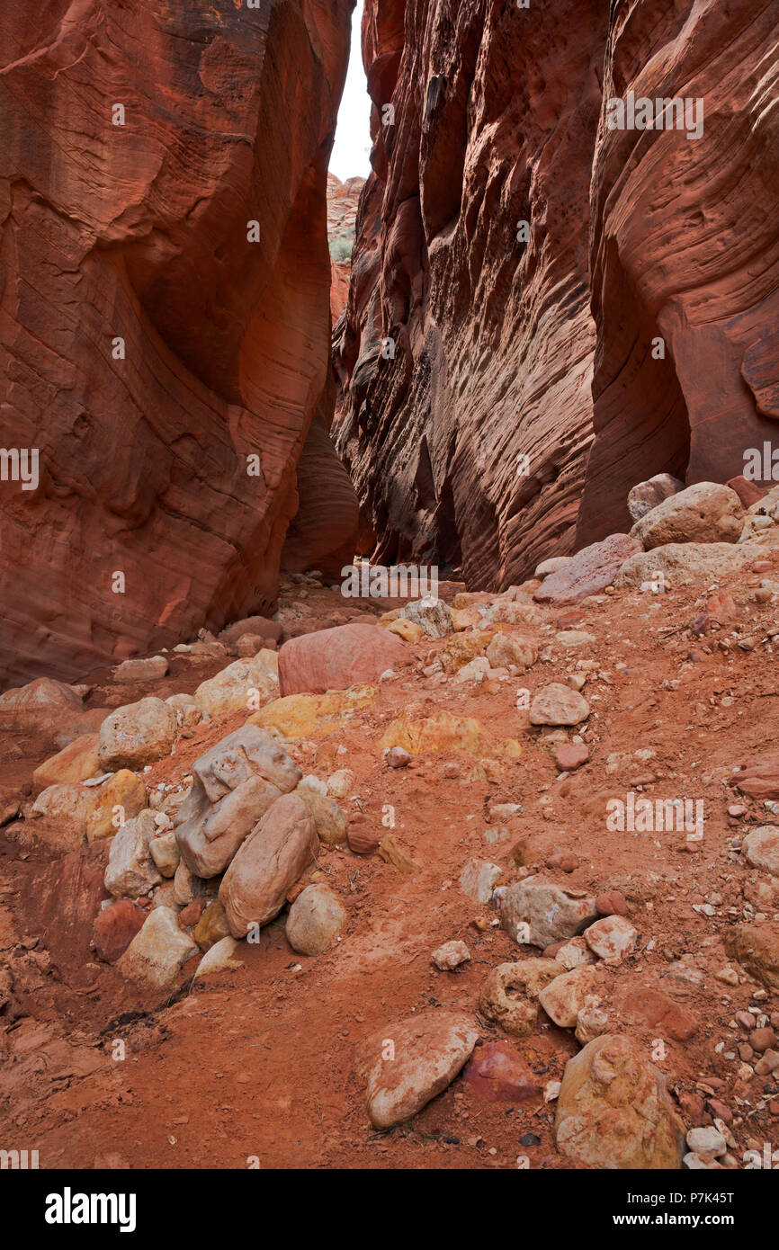 UT00378-00...Utah - Gulch daino, uno slot canyon nel Paria Canyon - Vermiglio scogliere selvagge. Foto Stock