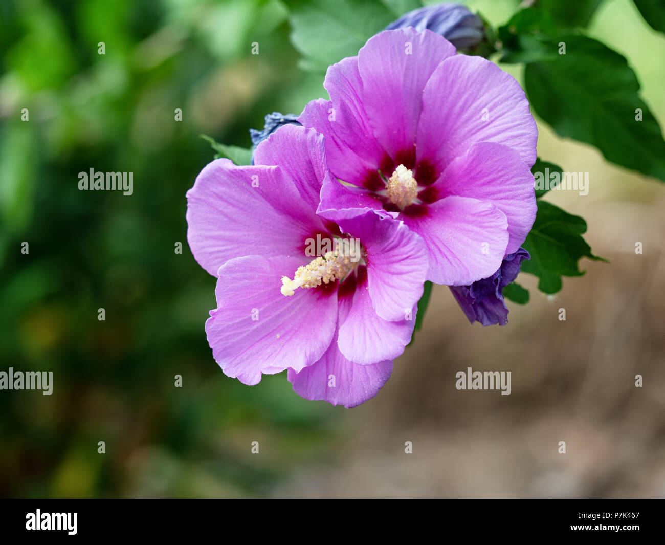 Rosa, Malva di hibiscus albero in fiore, dettaglio Foto Stock