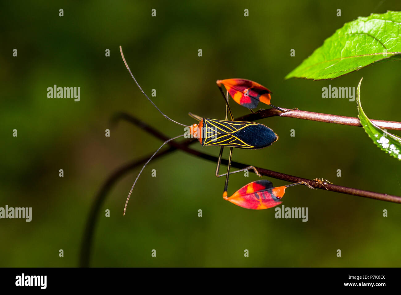 Cerca rari insetti mimetismo nel cloud forest di Panama Foto Stock