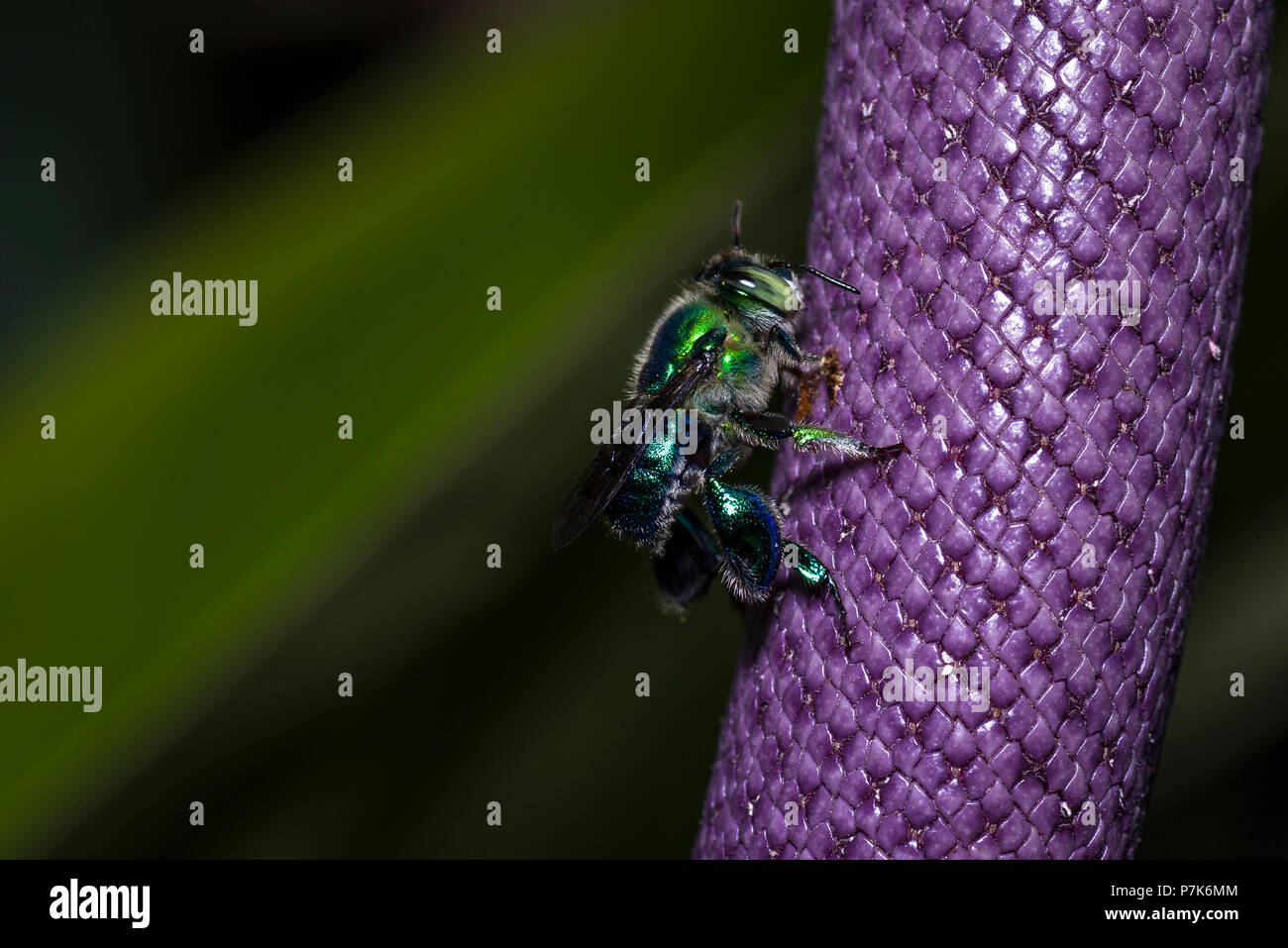Euglossini bee anche chiamato orchid api su un fiore viola Foto Stock