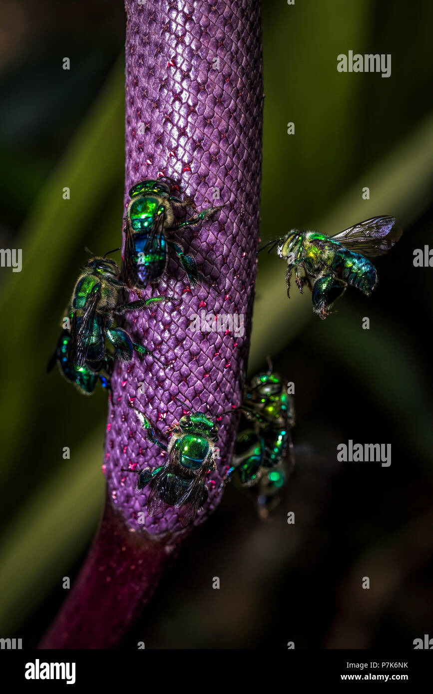 Euglossini bee anche chiamato orchid api su un fiore viola Foto Stock