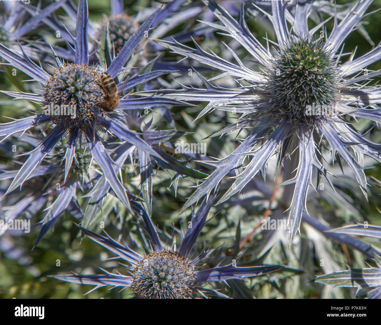 RHS Garden at Wisley a Woking - Surrey Foto Stock