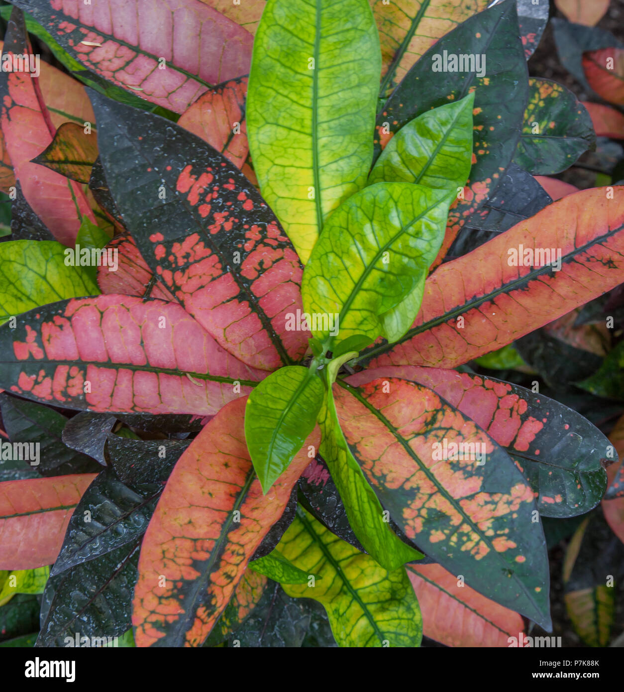 RHS Garden at Wisley a Woking - Surrey Foto Stock