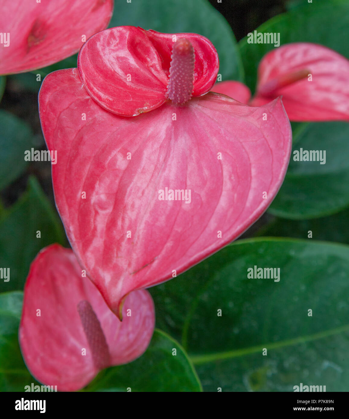 RHS Garden at Wisley a Woking - Surrey Foto Stock