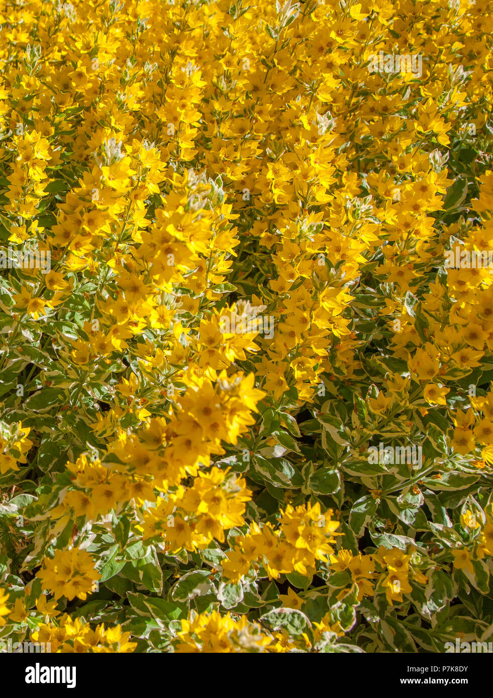 RHS Garden at Wisley a Woking - Surrey Foto Stock