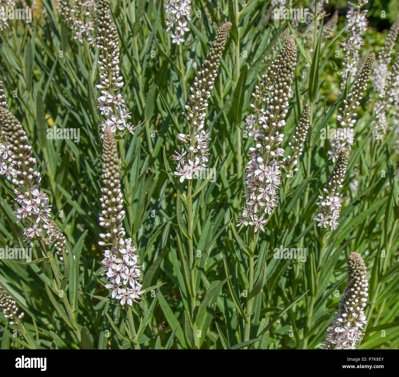 RHS Garden at Wisley a Woking - Surrey Foto Stock