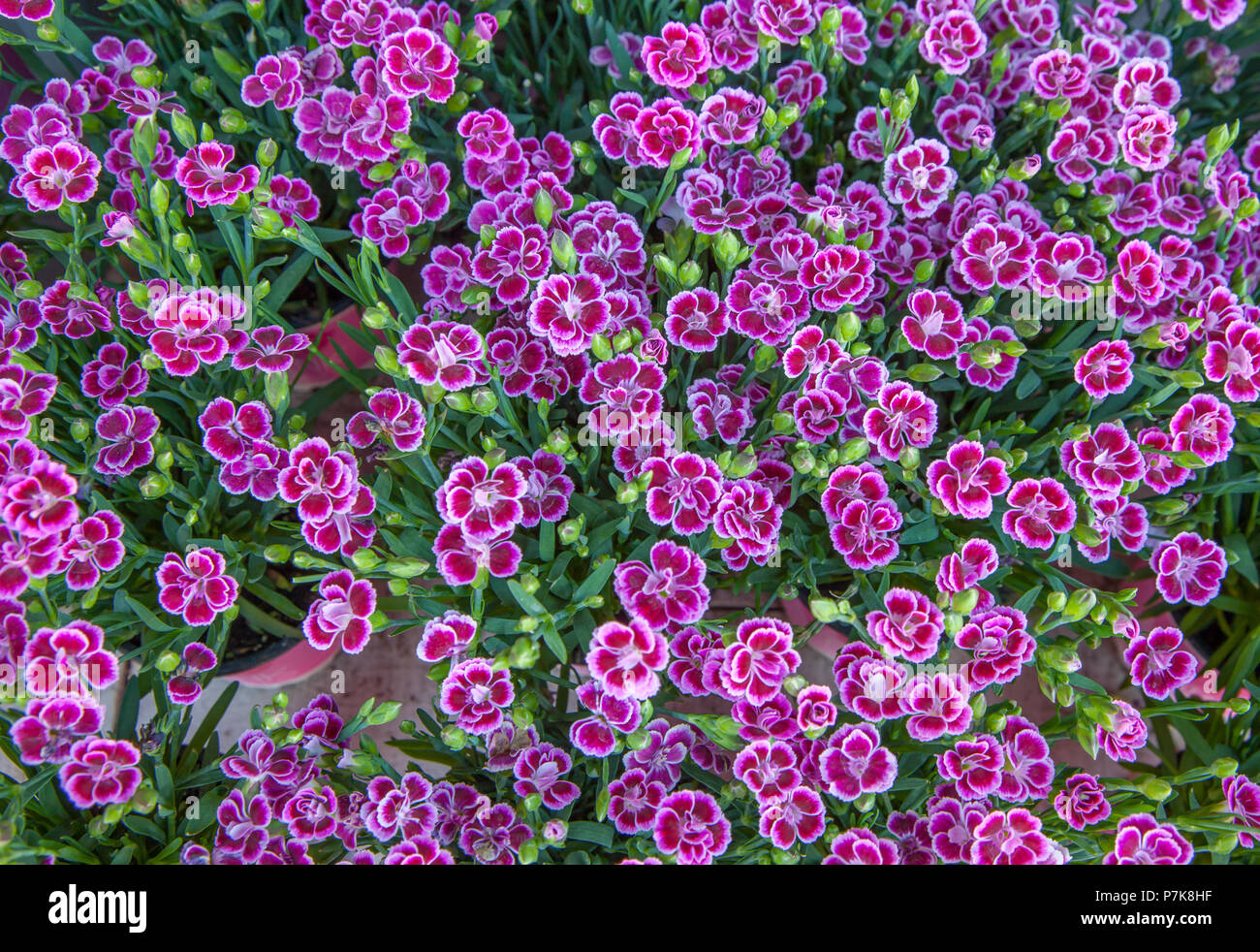 RHS Garden at Wisley a Woking - Surrey Foto Stock