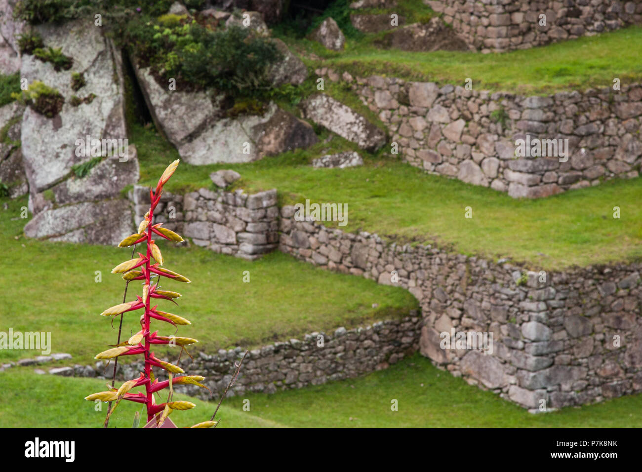Bel rosso e giallo fiore con antichi Inca allevamento terrazze sullo sfondo. Il Perù. N. persone. Foto Stock