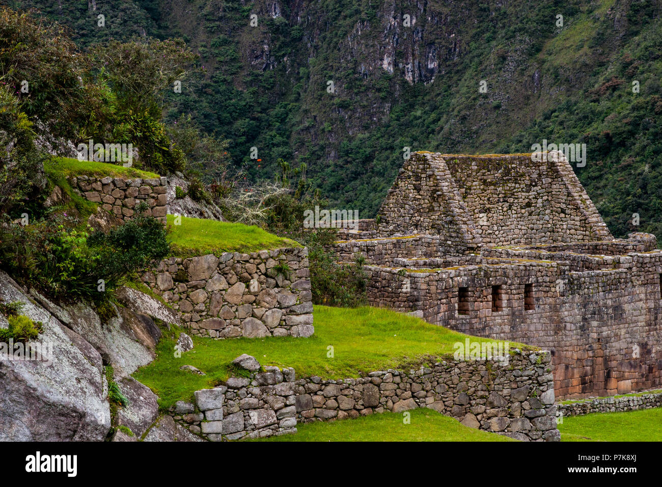 Fiore rosso nel mezzo di antiche rovine e terrazze a Machu Picchu. Il Perù. Sud America. N. persone. Foto Stock