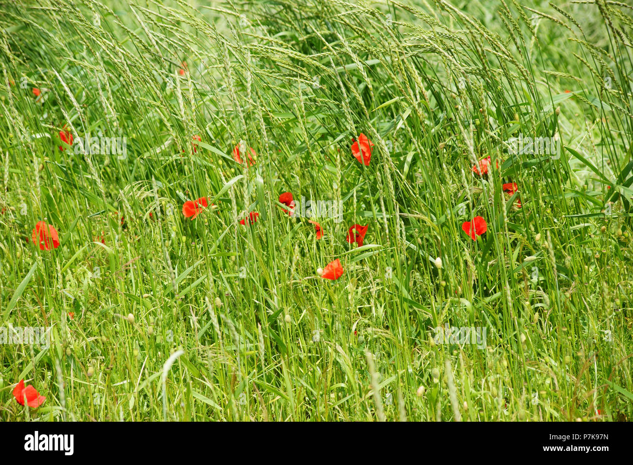 Unico rosso brillante fiore di papavero sul lato di un campo, circondato da erba, Foto Stock