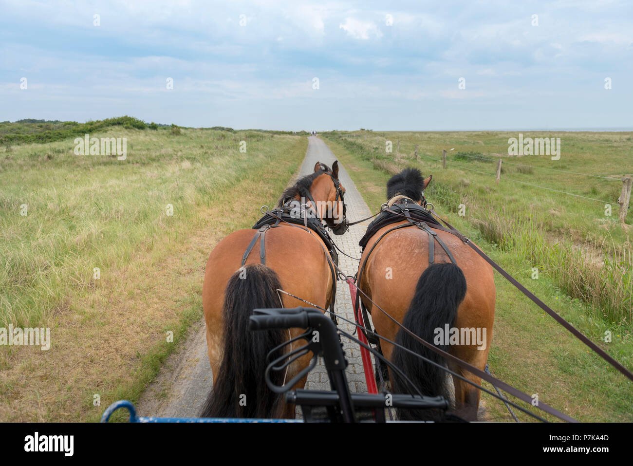 Germania, Bassa Sassonia, Frisia orientale, Juist, giro in carrozza sul car-free isola. Foto Stock