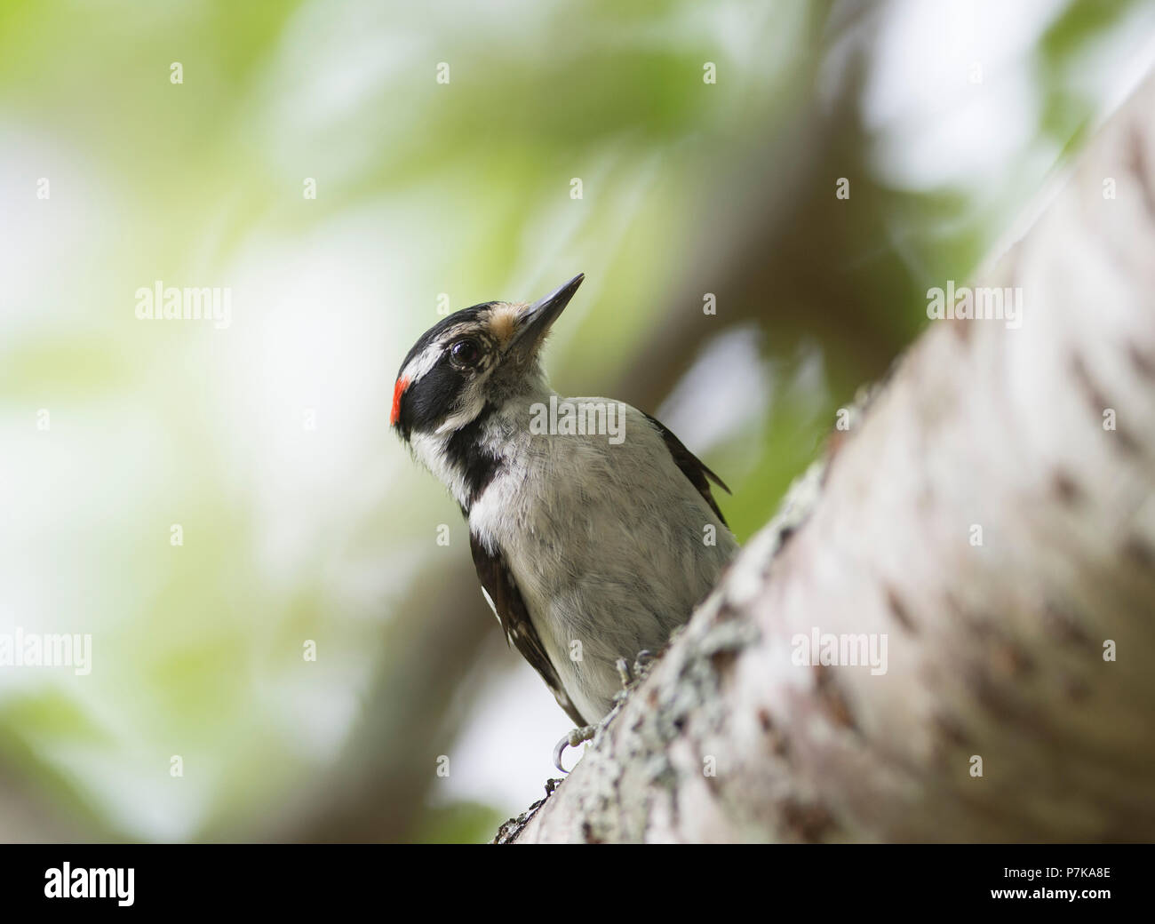 Un maschio di Picchio roverella (Dryobates pubescens) su un ramo di albero su Cape Cod, Massachusetts, STATI UNITI D'AMERICA Foto Stock