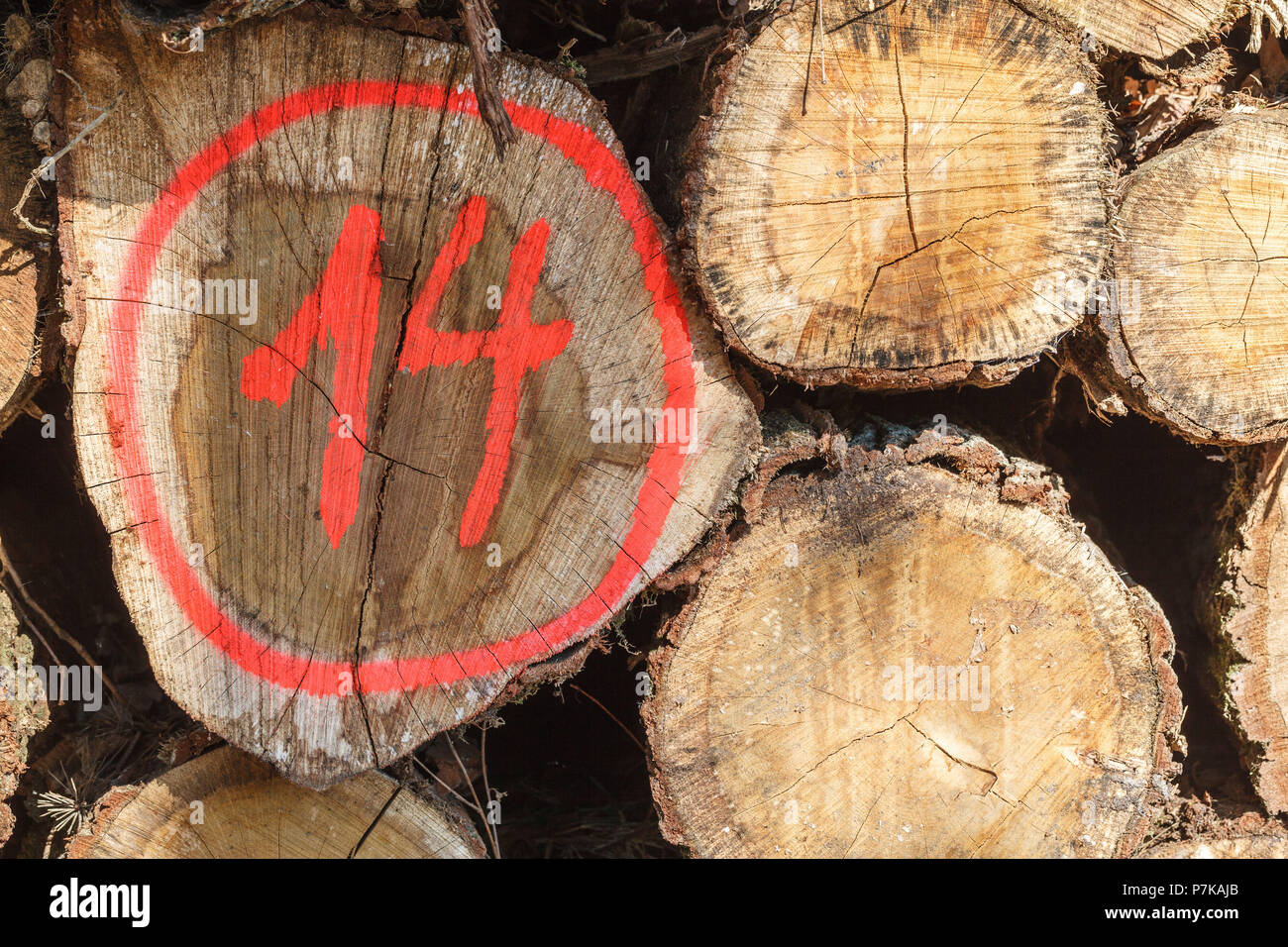 Pila contrassegnata con tronchi di albero dettaglio Foto Stock