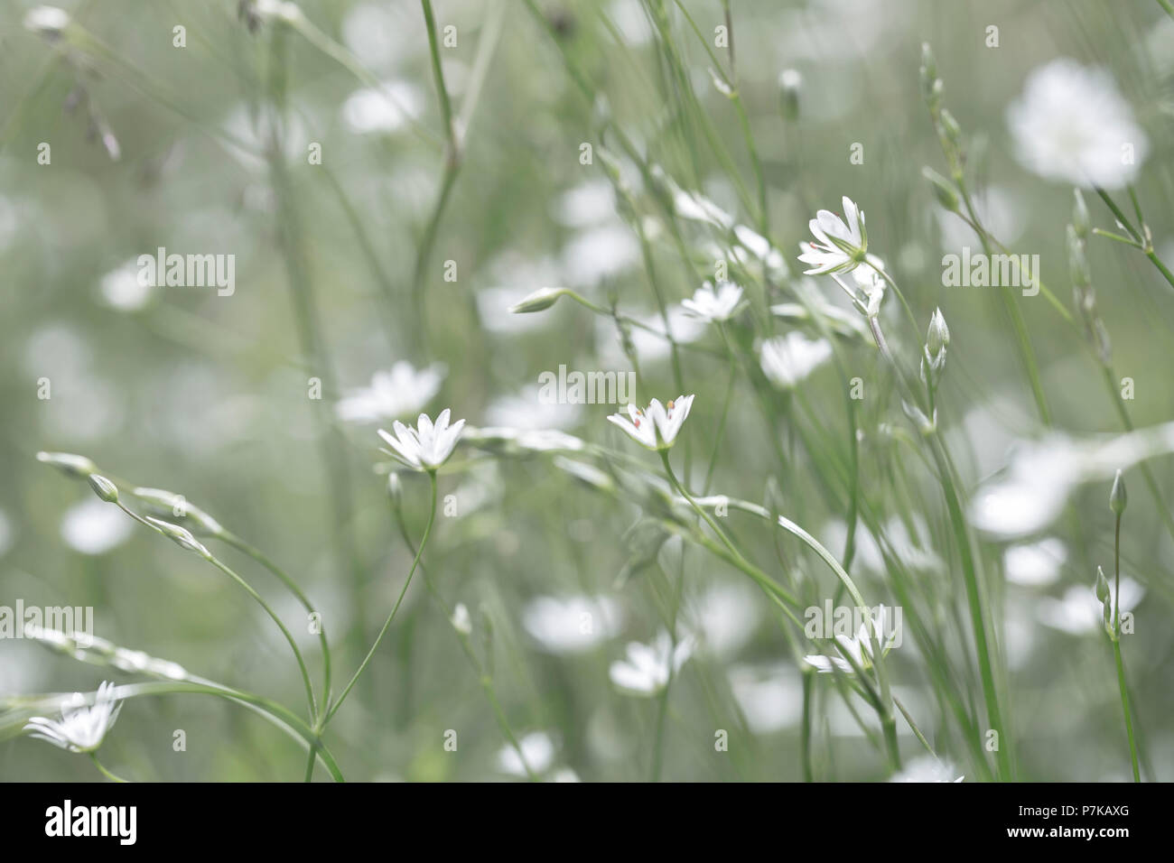 Starwort comune, Stellaria graminea, close-up, dissaturato colore, Foto Stock