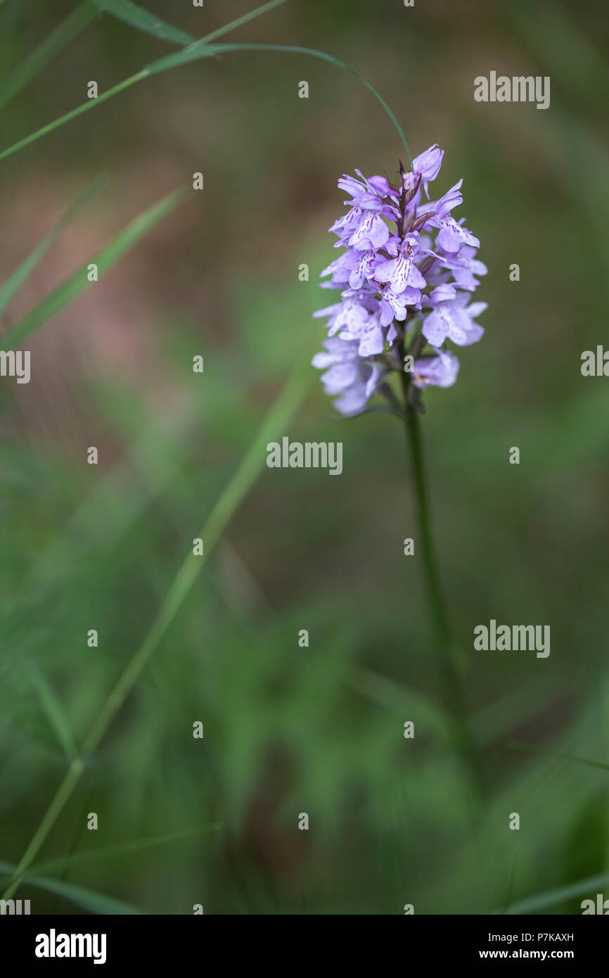 Orchid all'habitat selvatici, Dactylorhiza spec., Hohe Rhön, Germania, Foto Stock