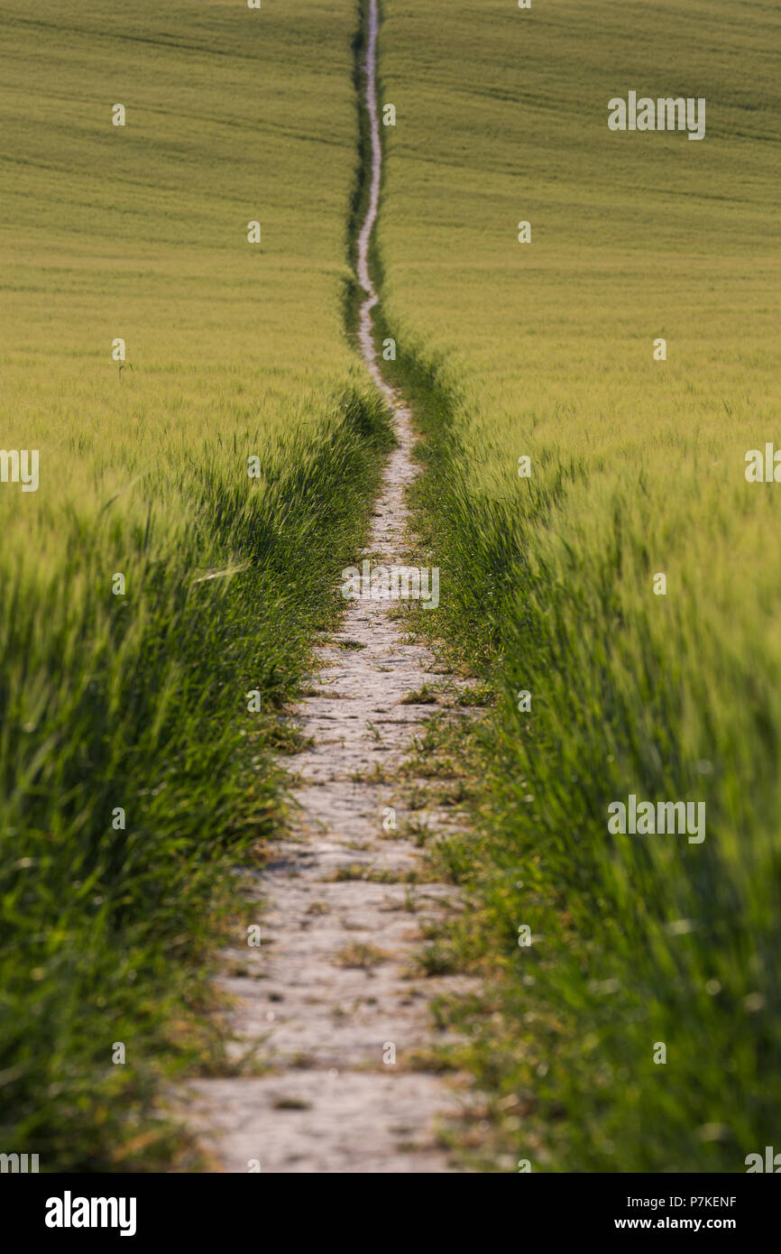 Princes Risborough, UK. 6 Luglio, 2018. Un percorso attraverso un campo di grano vicino a Chequers, il Primo Ministro del paese ufficiale di residenza. Credito: Mark Kerrison/Alamy Live News Foto Stock