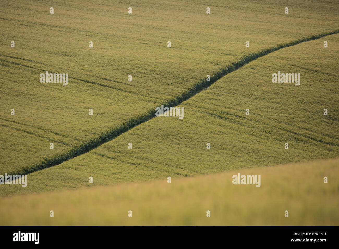 Princes Risborough, UK. 6 Luglio, 2018. Un percorso attraverso un campo di grano vicino a Chequers, il Primo Ministro del paese ufficiale di residenza. Credito: Mark Kerrison/Alamy Live News Foto Stock