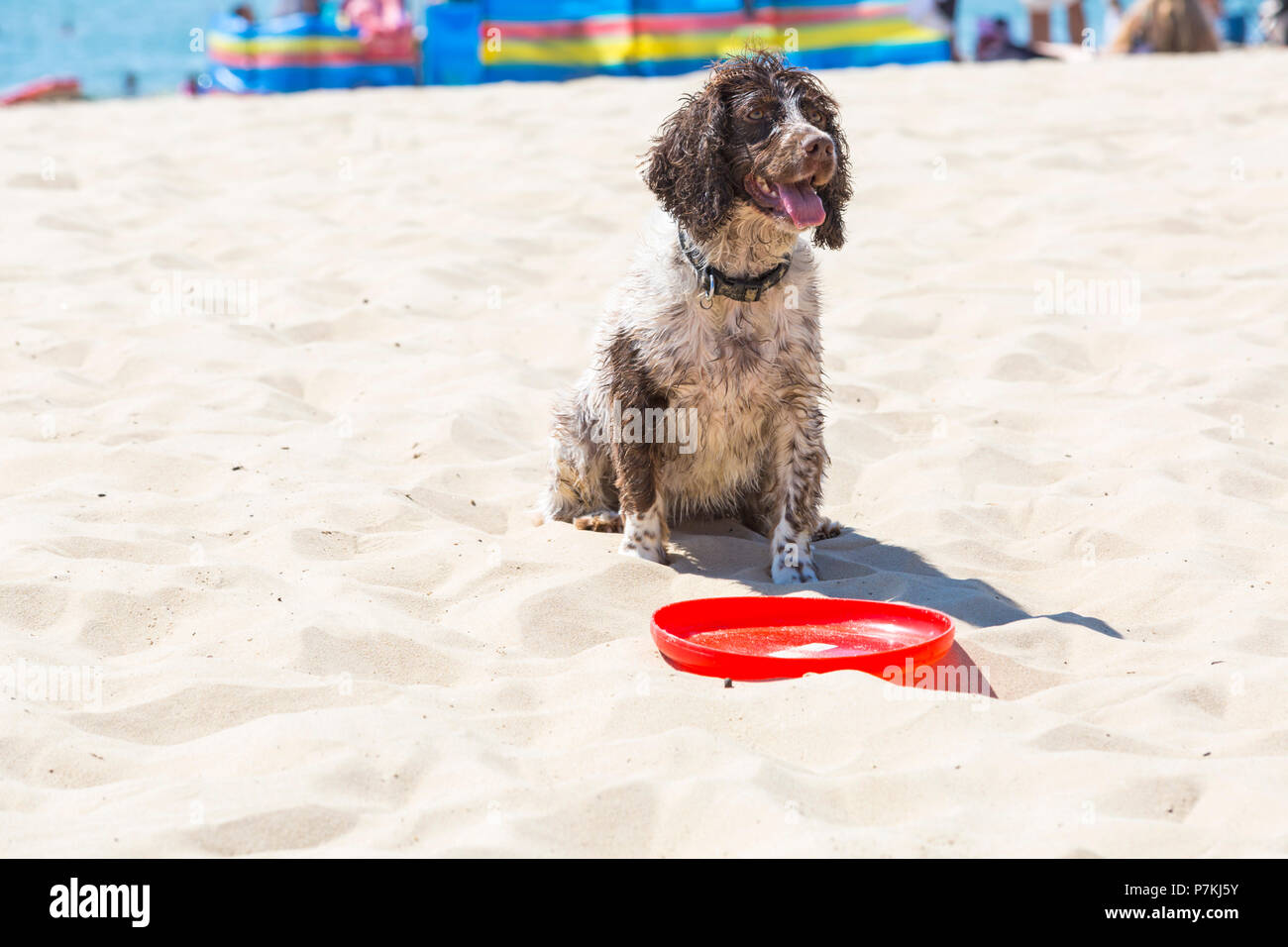 Branksome Dene, Poole, Dorset, Regno Unito. 7th luglio 2018. Tempo nel Regno Unito: Un'altra calda giornata di sole mentre l'ondata di caldo continua e migliaia di amanti del sole si dirigerà verso il mare per godersi le spiagge sabbiose di Poole sulla costa meridionale. Chiunque per un gioco di frisbee? Cane seduto in attesa pazientemente per qualcuno a gettare Frisbee e giocare. Credit: Carolyn Jenkins/Alamy Live News Foto Stock