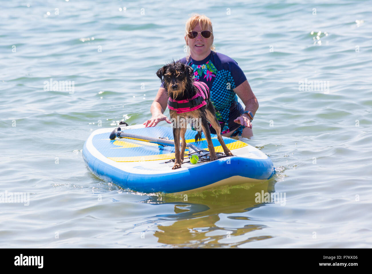 Branksome Dene, Poole, Dorset, Regno Unito. Il 7 luglio 2018. Tinker, a dieci mesi di croce del cane di razza, gode essendo fresco surf al mare con Shaka Surf su una calda giornata di sole. Credito: Carolyn Jenkins/Alamy Live News Foto Stock