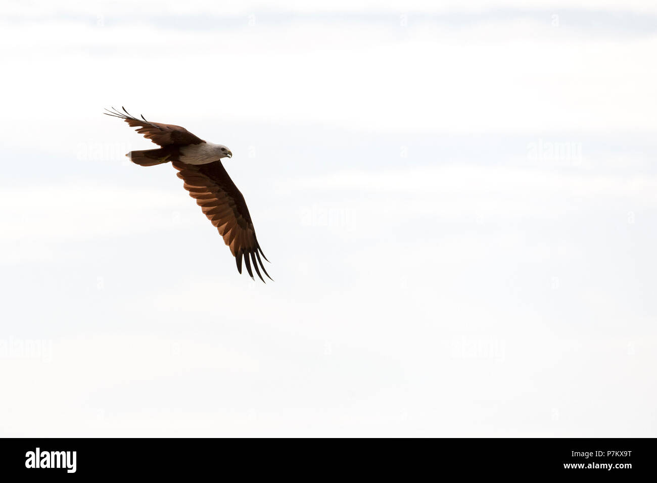 White-tailed Eagle caccia sulla spiaggia, Indonesia Foto Stock