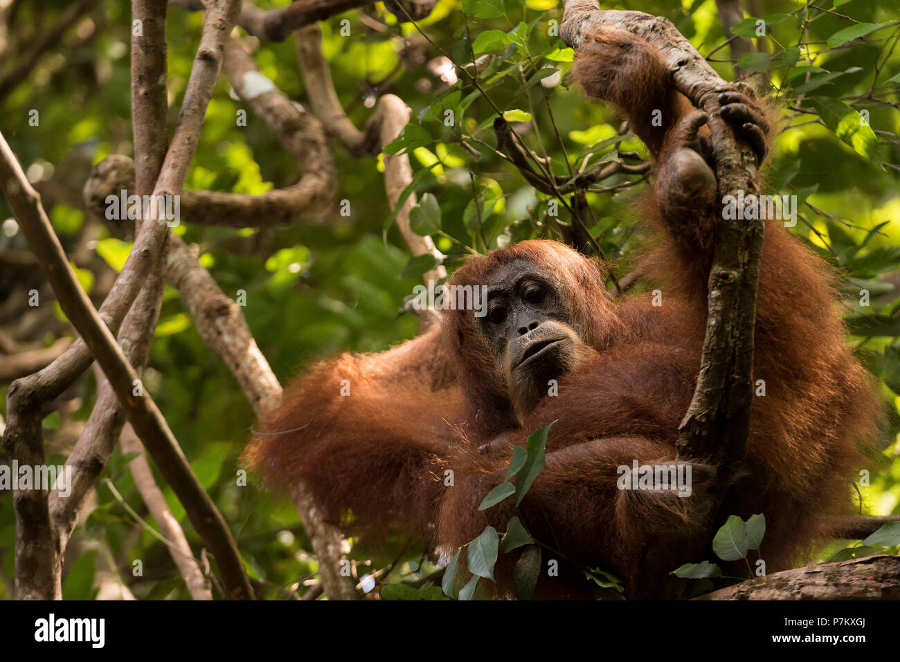 Nap accogliente di un full-cresciute orangutan in femmina Gunung Leuser National Park Foto Stock